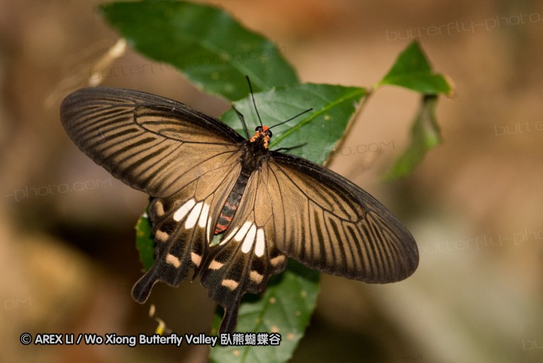 130403_inthanon_115.jpg