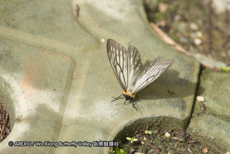 130519_honghegu_07.jpg