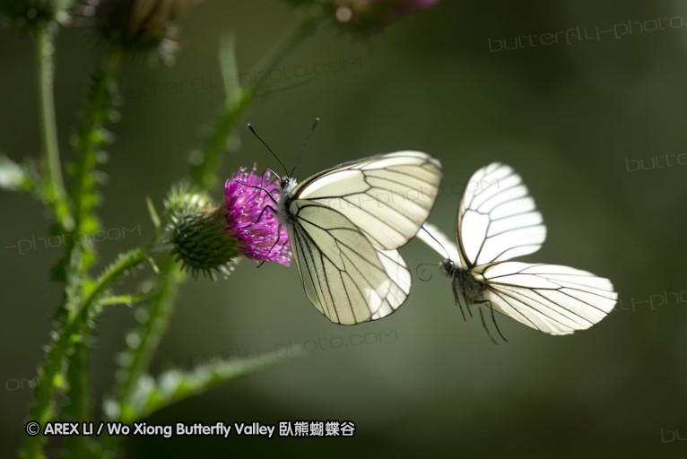 130520_heihe_002.jpg