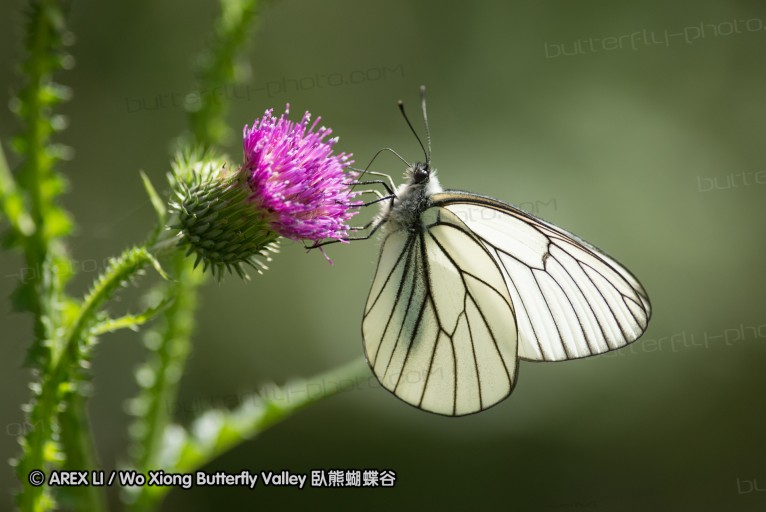 130520_heihe_003.jpg