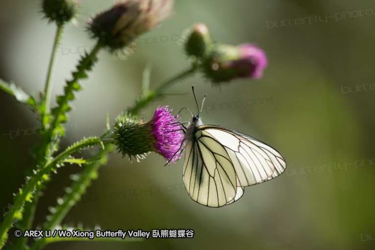 130520_heihe_005.jpg