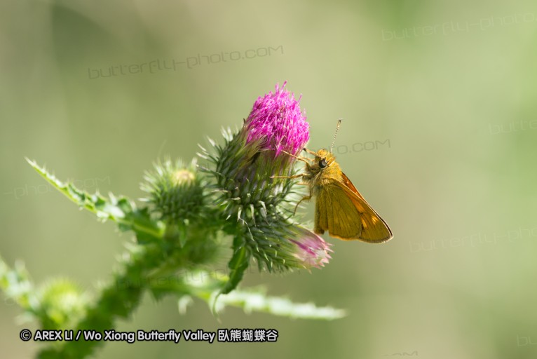 130520_heihe_006.jpg