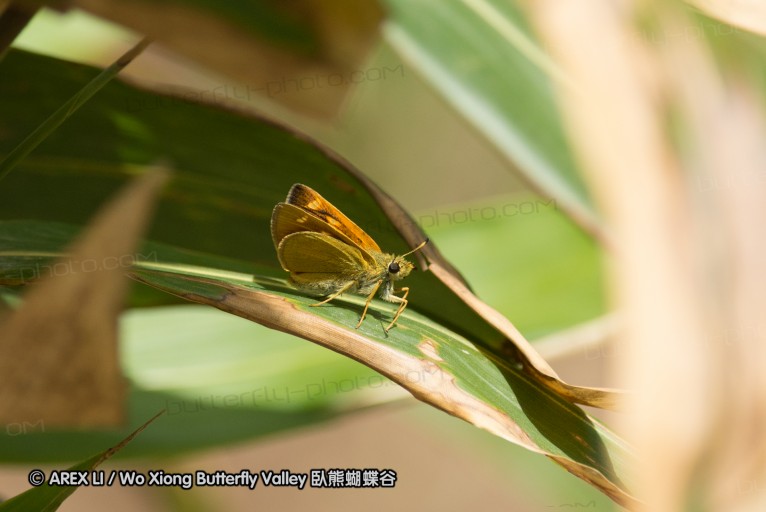 130520_heihe_022.jpg