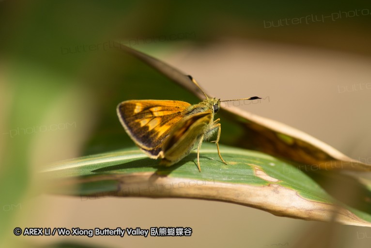 130520_heihe_024.jpg