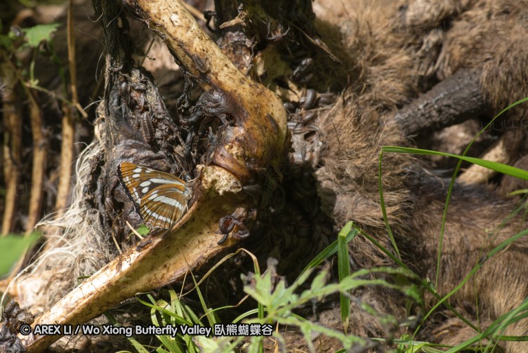 130520_heihe_048.jpg