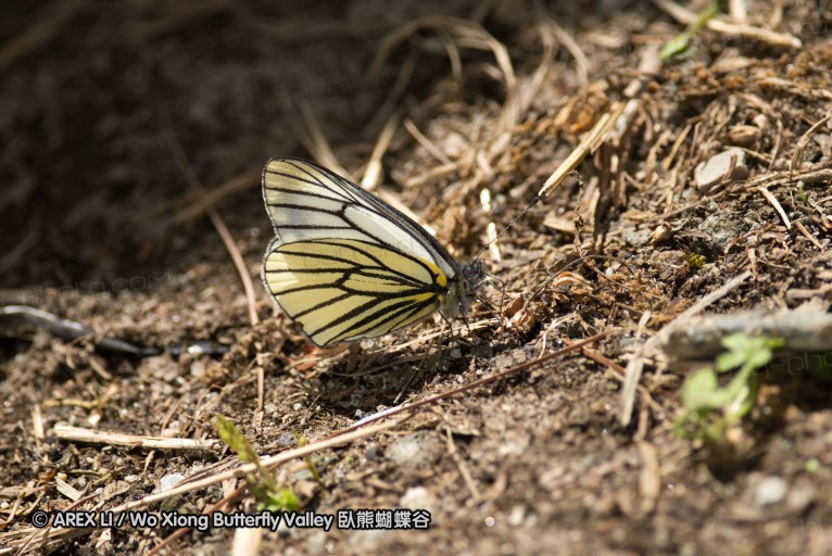 130520_heihe_065.jpg