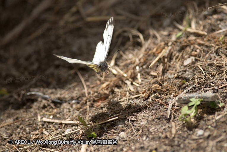 130520_heihe_066.jpg