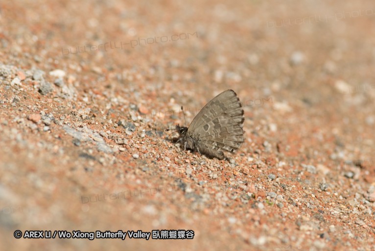 130520_heihe_076.jpg
