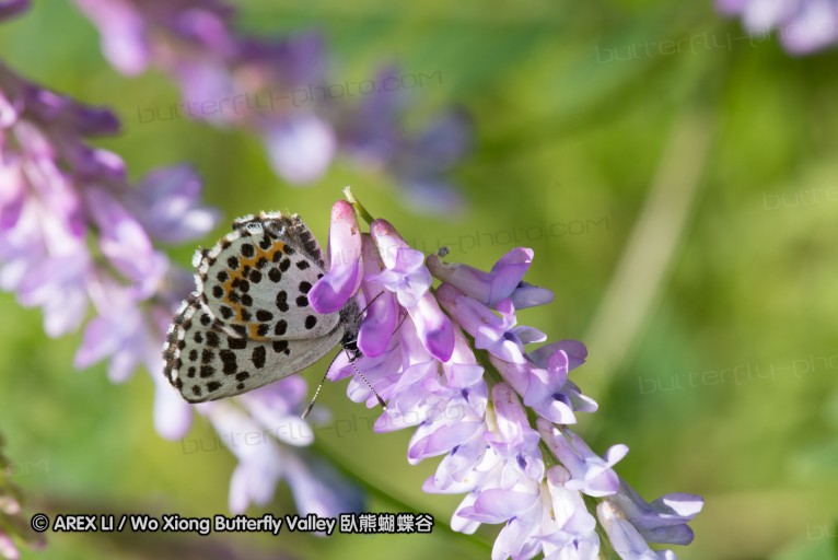 130520_heihe_106.jpg