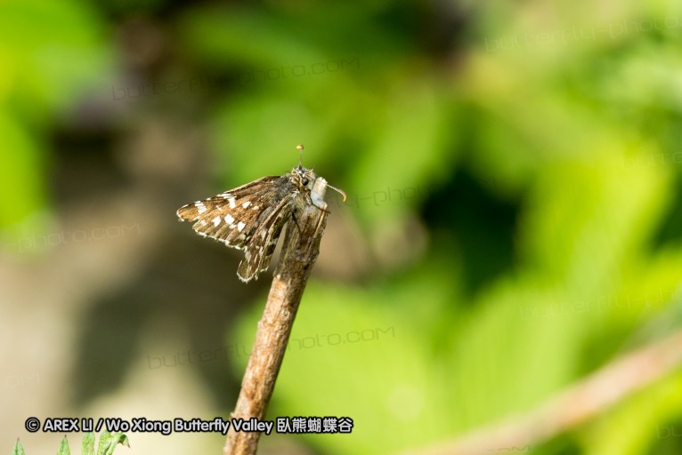 130521_heihe_016.jpg
