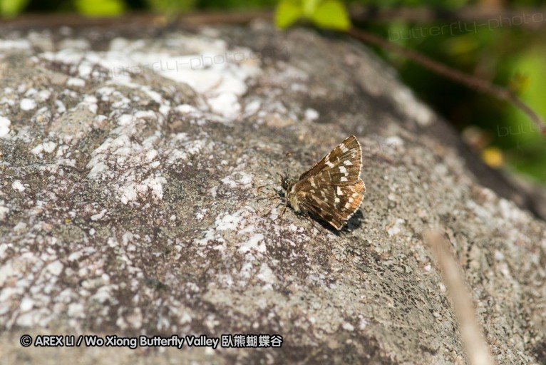 130521_heihe_017.jpg