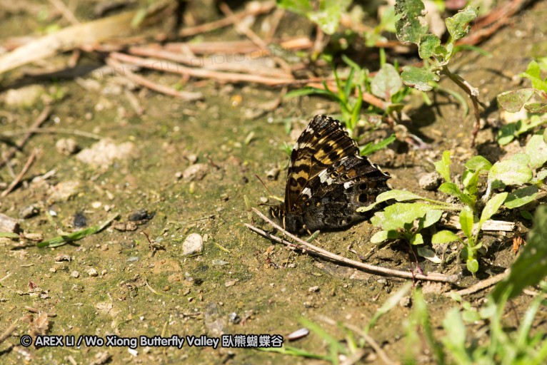 130521_heihe_032.jpg