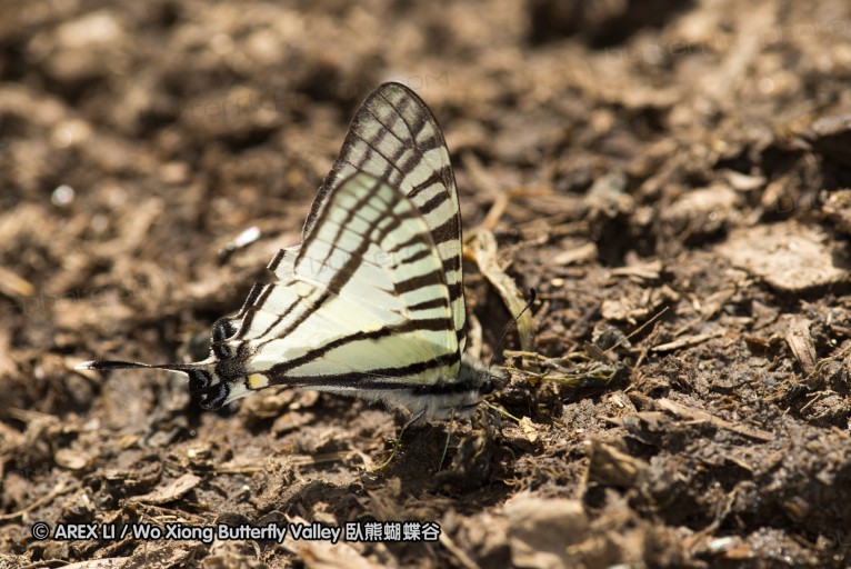 130521_heihe_043.jpg