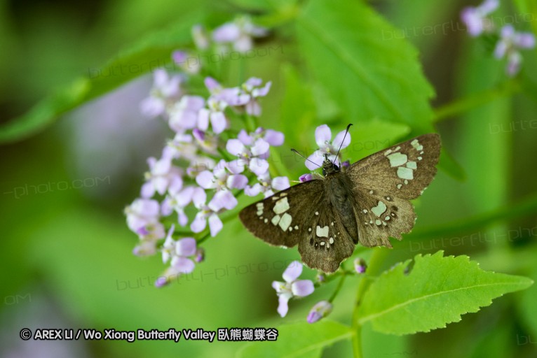 130521_heihe_063.jpg