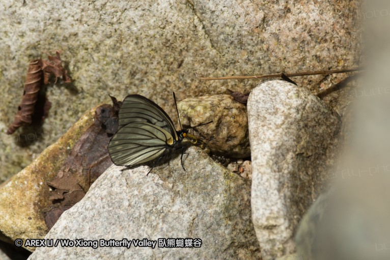 130521_heihe_067.jpg