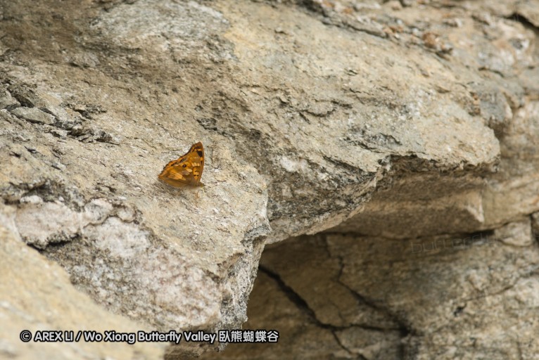 130522_foping_19.jpg