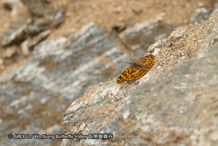 130522_foping_20.jpg
