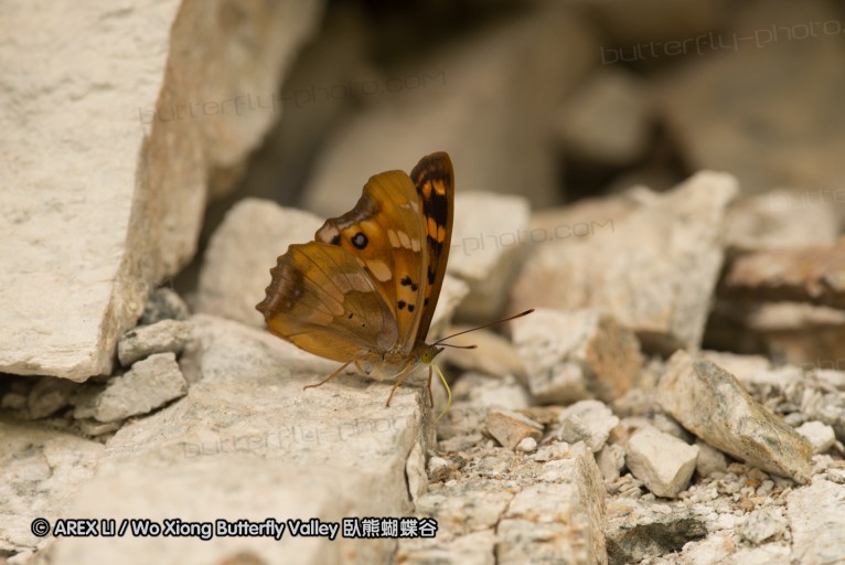 130522_foping_53.jpg