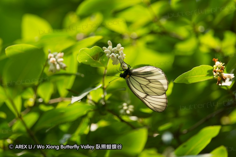 130523_ningshan_12.jpg