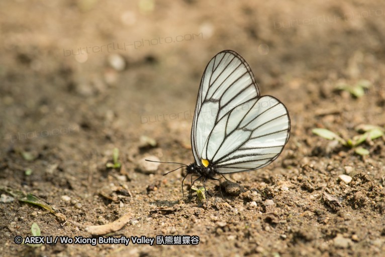 130523_ningshan_15.jpg