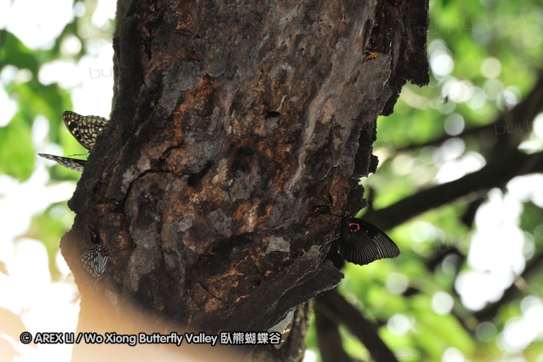 130701_nanling_15.jpg