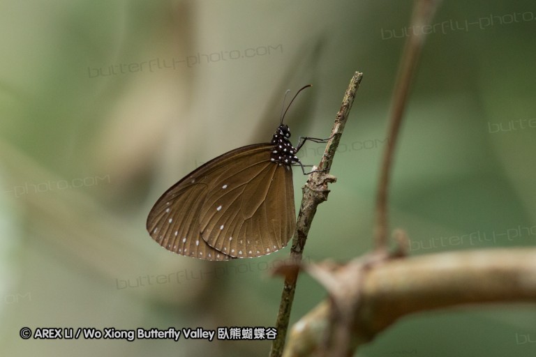 130928_sabah_016.jpg