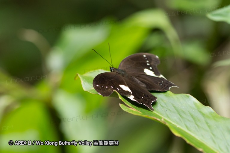 130928_sabah_028.jpg