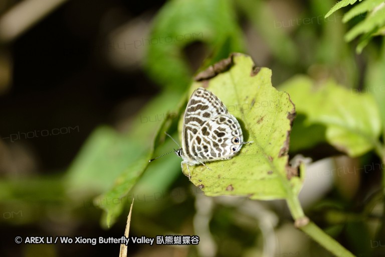 131222_chiangdao_038.jpg