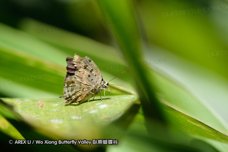 131223_inthanon_016.jpg