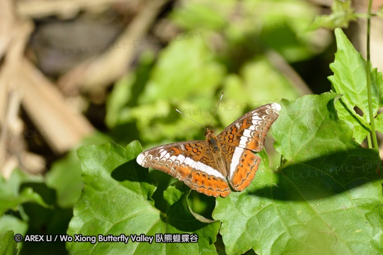 131224_maesa_010.jpg
