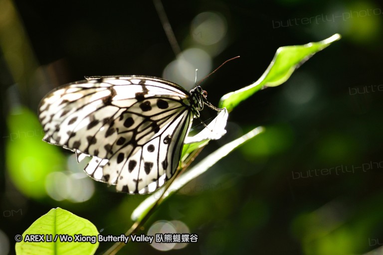 140131_kathu_13.jpg