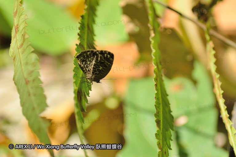 140131_kathu_42.jpg
