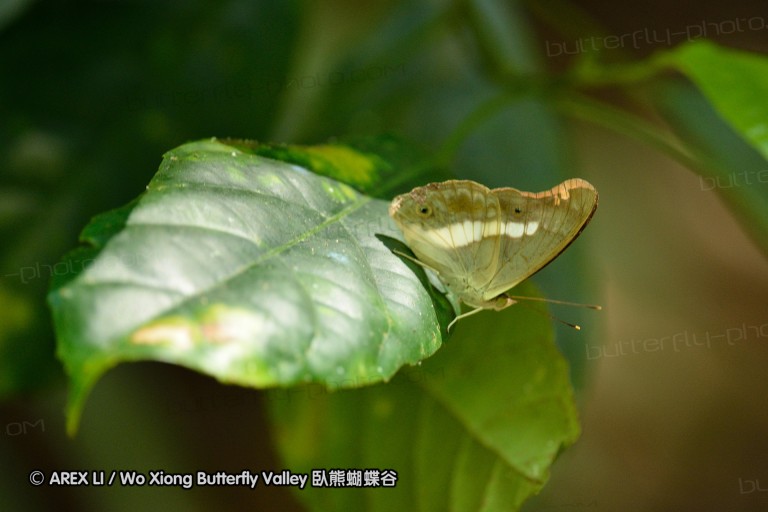 140131_tonsai_13.jpg