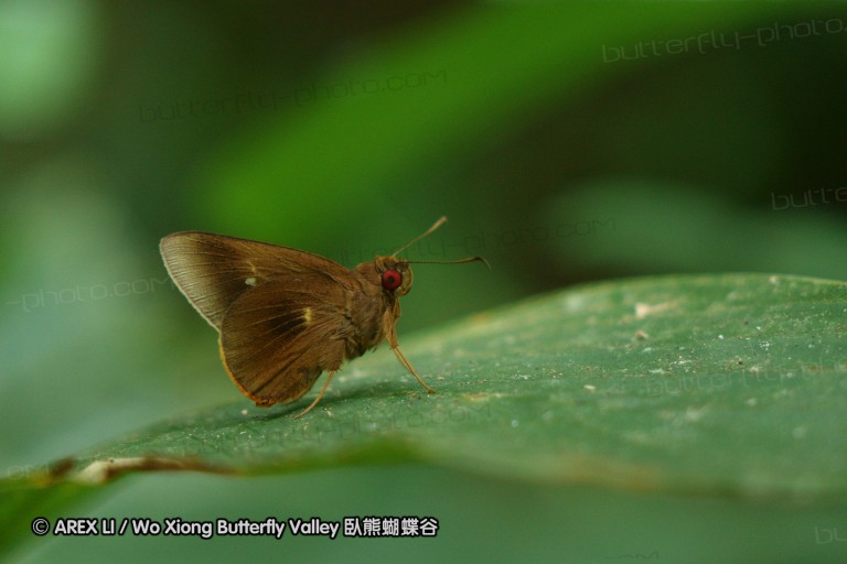 140131_tonsai_22.jpg