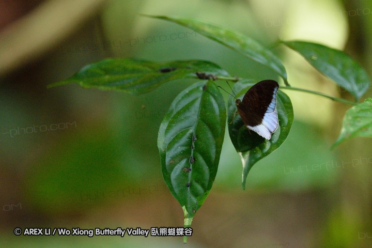 140131_tonsai_35.jpg