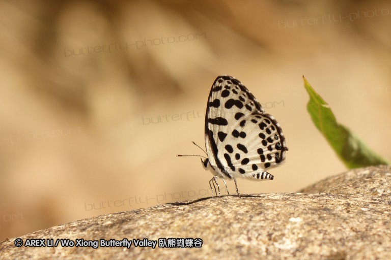 140202_khaosok_041.jpg