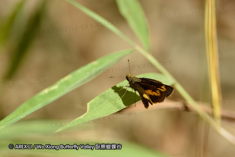 140202_khaosok_061.jpg