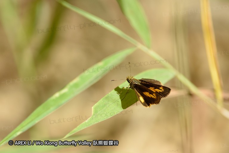 140202_khaosok_062.jpg