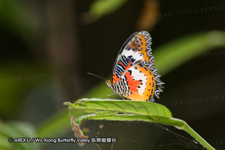 140209_sg_32.jpg