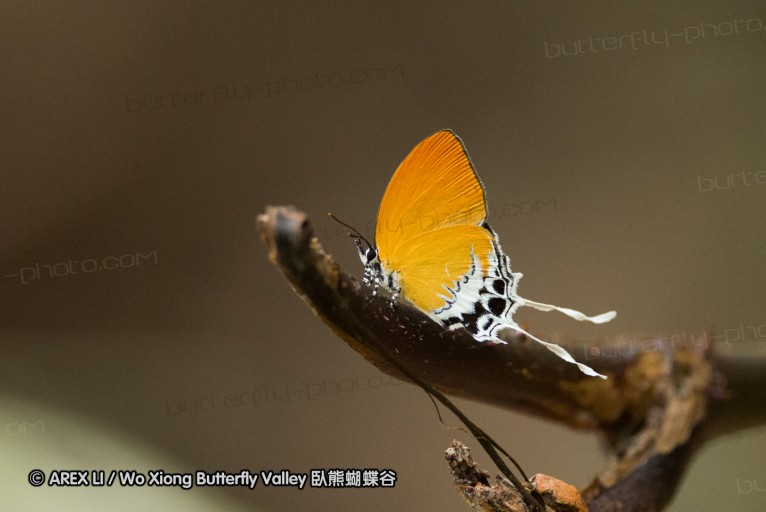 140209_sg_35.jpg