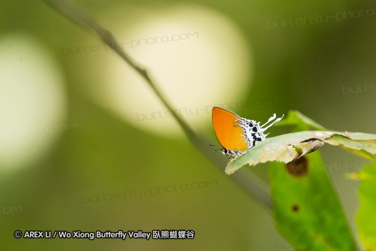 140209_sg_49.jpg