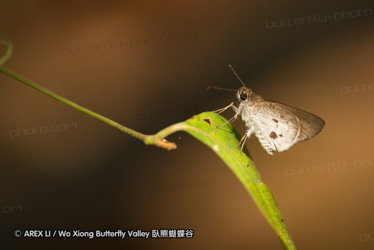 140209_sg_56.jpg