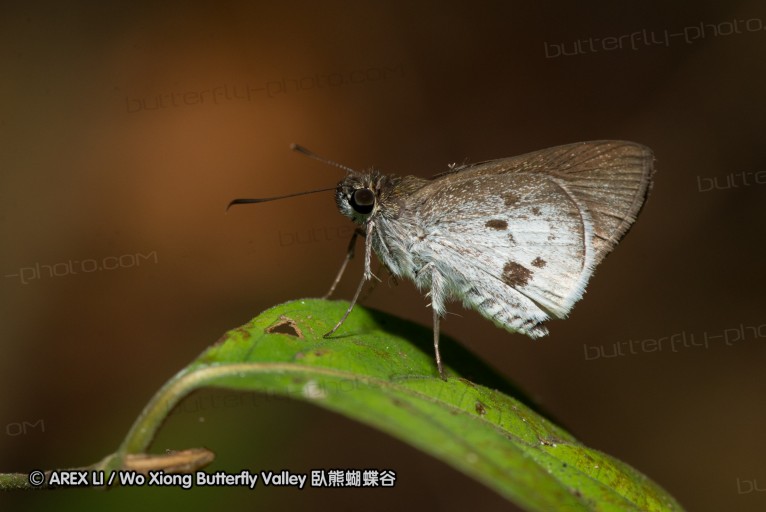 140209_sg_60.jpg