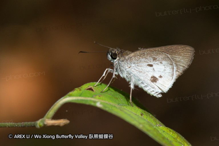 140209_sg_61.jpg