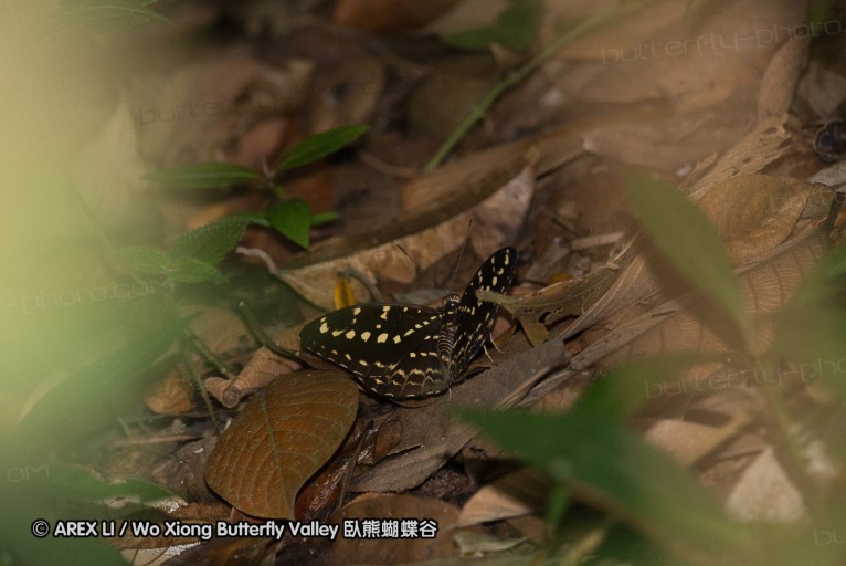 140209_sg_62.jpg