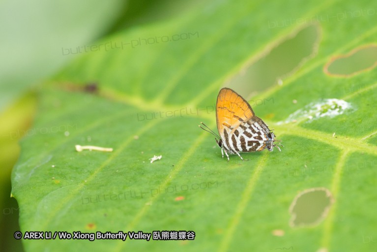 140211_sg_25.jpg