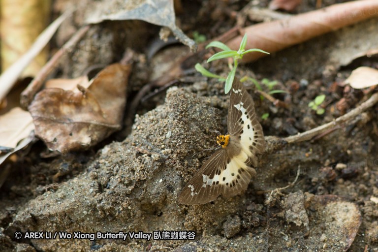 140308_inthanon_012.jpg
