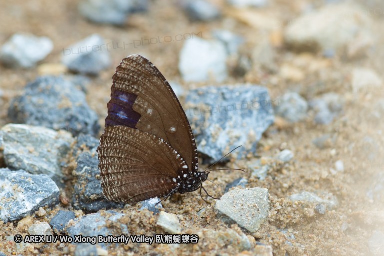 140308_inthanon_026.jpg