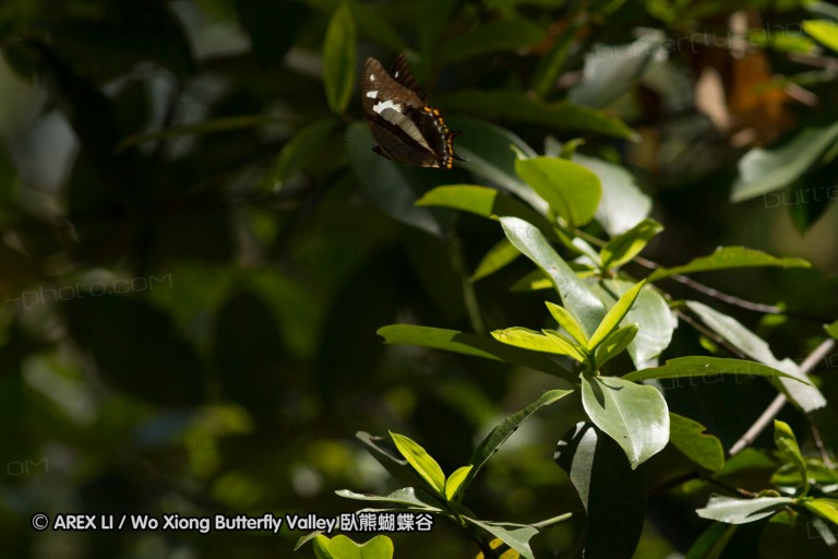 140308_inthanon_030.jpg