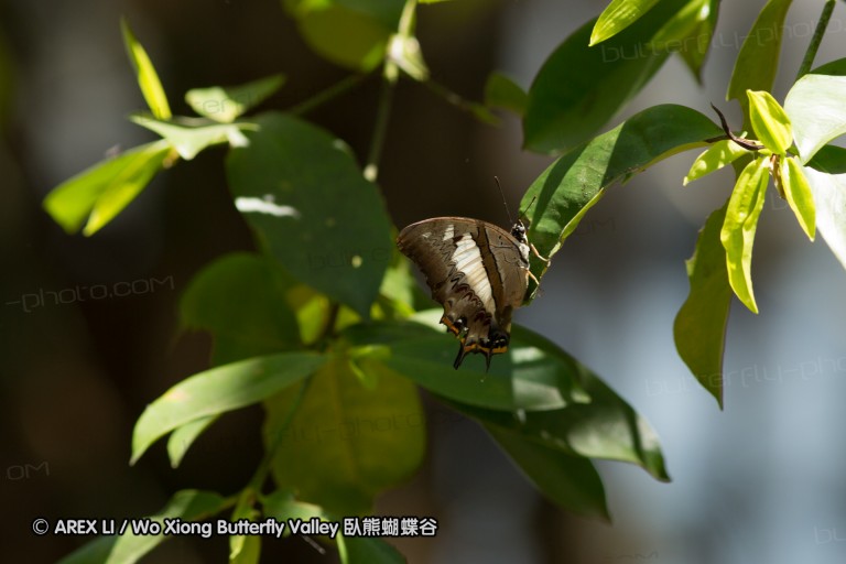 140308_inthanon_031.jpg